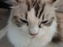 -平行世界·猫咖(首经贸店)