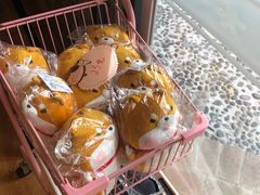 -柴犬高等学院·狗咖·柴犬售卖·宠物训练