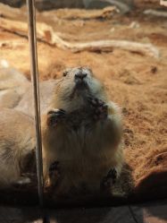 -Zoolung Zoolung动物主题公园(海信广场店)