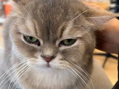 -Let's go狗咖·猫咖·奶狗·桌游(春熙路IFS店)