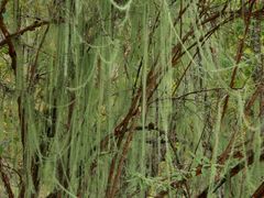 -叠溪松坪沟景区