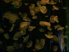 -石家庄极地海洋世界
