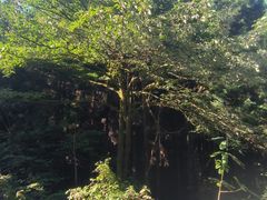 -武陵山森林公园