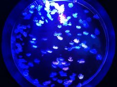 -太平洋海底世界