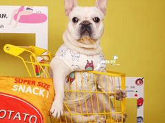 -超宠爱宠物摄影-Super pet
