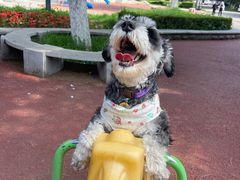 -宠爱国际动物医院· 猫科· 外科·中兽医(长白店)