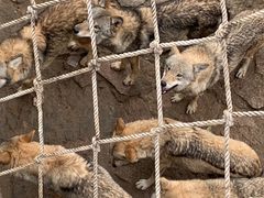 -西霞口神雕山野生动物世界