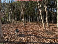-上海山野camping·户外天幕烧烤·团建拓展营地