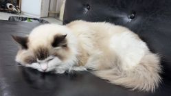 -施华蔻美发连锁