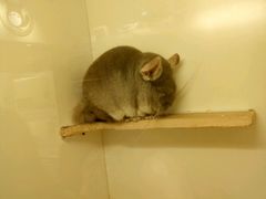 -龙猫仔乐园(惠福东路店)