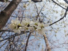 -桃花堤公园
