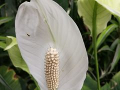 -北京植物园-展览温室