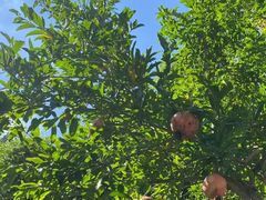 -小六农家乐(崇明西沙湿地店)