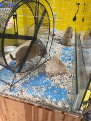-神奇动物撸宠馆·羊驼·小浣熊·异宠(豫园店)