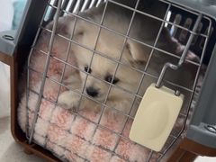 -佳雯宠物医院·皮肤科·内外科(春晓路分院)