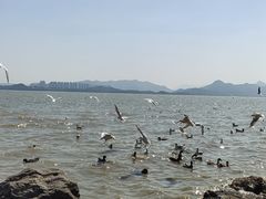 -深圳湾公园(南山区)
