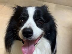 -艾贝尔宠物医院·狂犬免疫点(江山金象城店)
