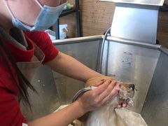 -PETKIT小佩宠物(古北店)