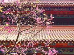 -都江堰普照寺