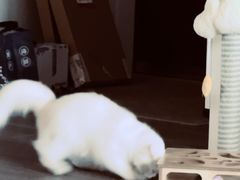 -美联众合爱康动物医院•复杂内科•肿瘤科•牙科•腔镜诊疗中心