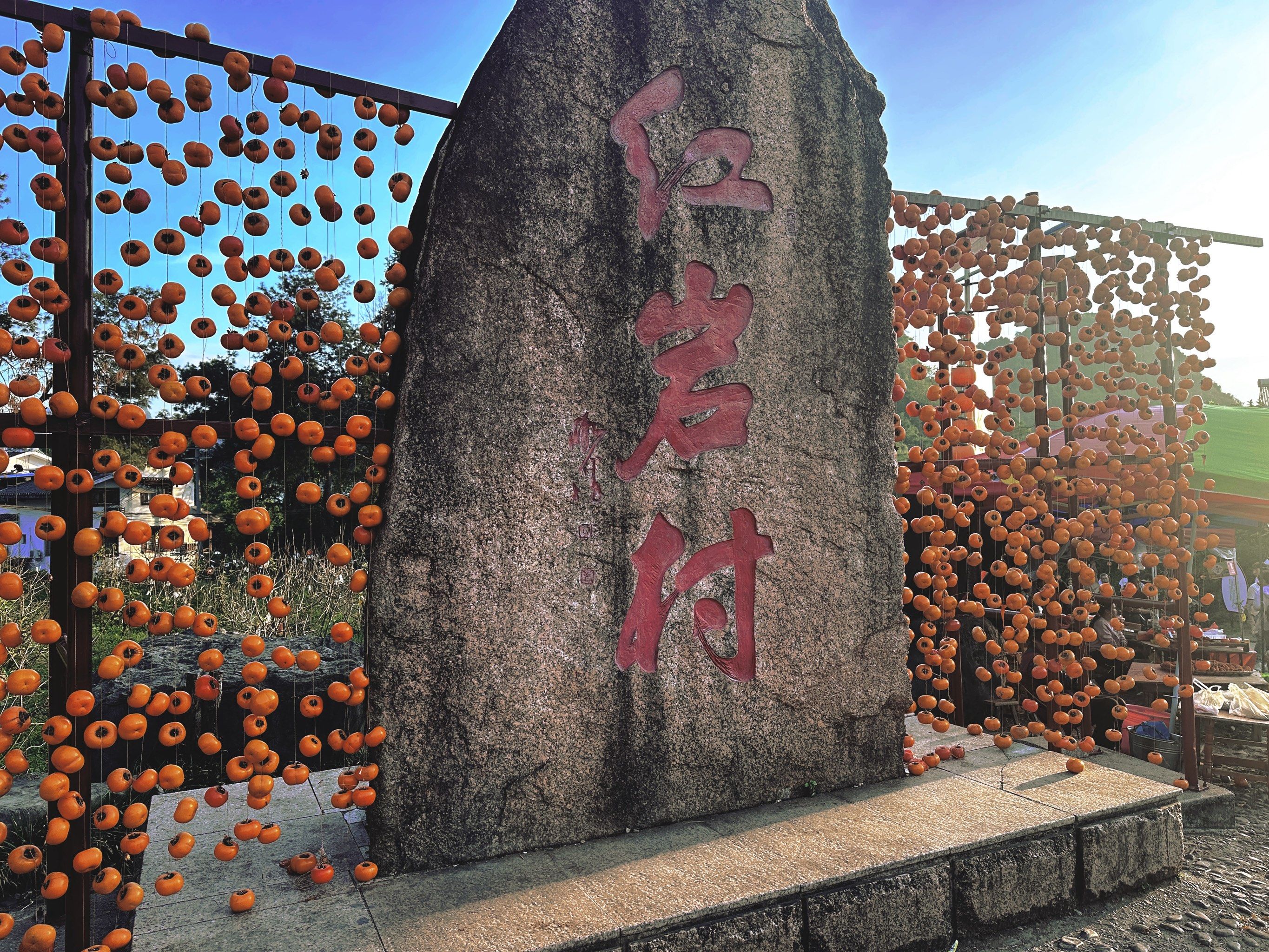 红岩村柿子熟了