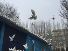 -青城公园