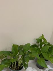 -禾美嘉医疗美容