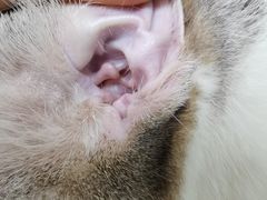 -瑞鹏宠物医院·微创内窥镜·骨外科·牙科(翠竹分院)