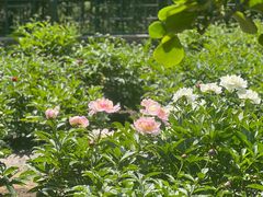 -国家植物园南园