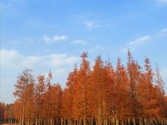 -白鹭湾湿地公园