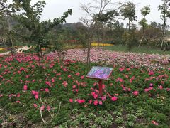 -丹樱生态园