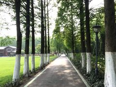 -合肥滨湖国家森林公园