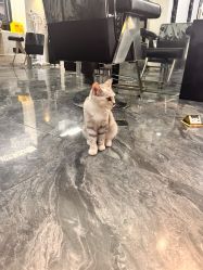 -Sying杉影日式烫染專門店