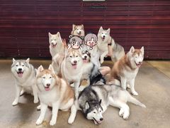 -TrueLove @ Neverland (Husky Cafe)
