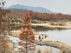 -小芝红树林