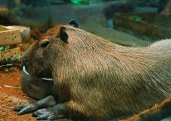 -Zoolung Zoolung动物主题公园(海信广场店)