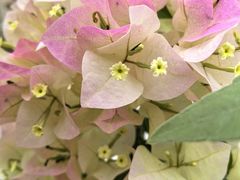 -龙大花卉苗木市场