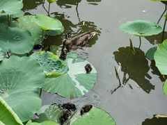 -莲花池公园