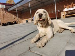 -北京京卫宠物寄养训练中心