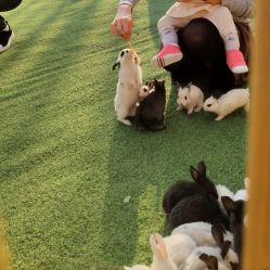 -萌宠亲子动物乐园(槐房万达店)