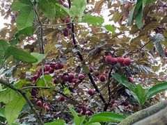 -铁山坪森林公园