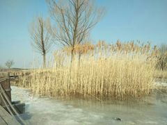-马家湾湿地公园