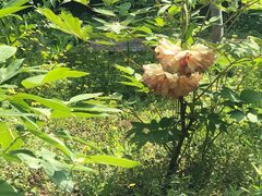 -洛阳周公庙博物馆