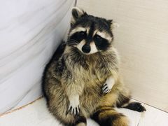 -浣熊柯尔鸭土拨鼠·电玩咖