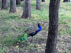 -北京麋鹿生态实验中心