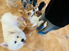 -Let's go狗咖·猫咖·奶狗·桌游(春熙路IFS店)