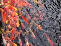 -南翔古镇