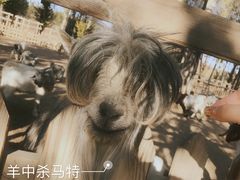 -鄂尔多斯野生动物园