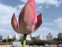 -莲花池公园