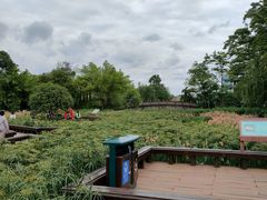 -桂湖森林公园